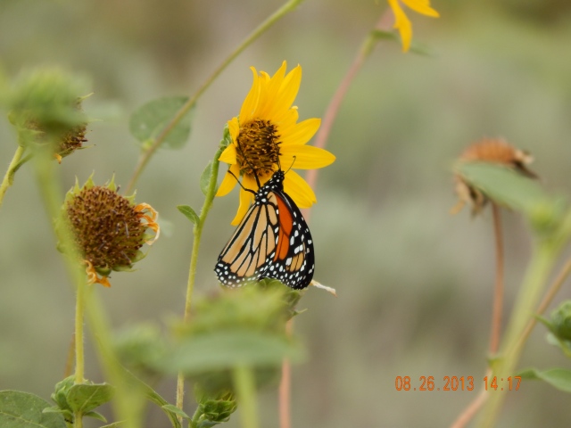 Monarch Butterfly on Black-eyed Susan