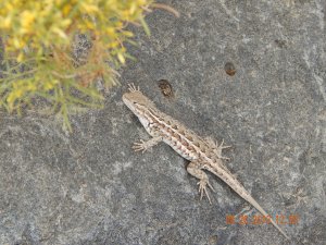 Lizard sunning on a rock at Massacre Rocks State Park